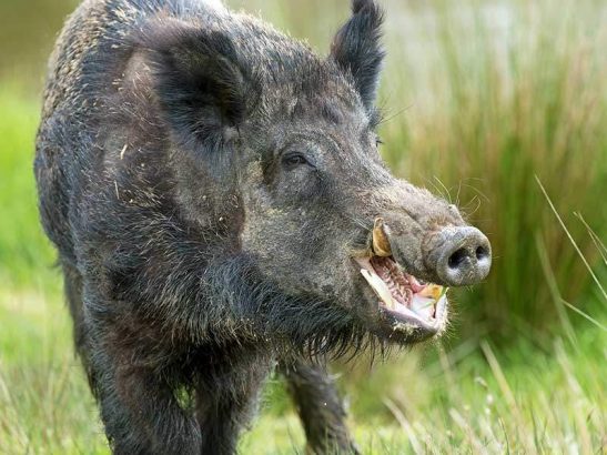 Feral Hog Management Program to Continue in Hays County - The Watershed ...